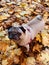 Pug dog stood on autumn coloured leaves