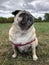 Pug dog stood on a grassy field