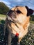 Pug dog stood on grassy field close up