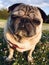 Pug dog stood on a grassy field close up