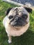 Pug dog stood on a grassy field looking up