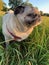 Pug dog stood on grassy at sunset