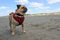 Pug Dog stood on a sandy beach