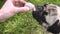 Pug dog stretches and opens his mouth to eat a snail in shell.