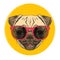 Pug dog and suglasses emblem, front view portrait