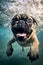 Pug Dog Swimming Under Water Studio Shot