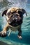 Pug Dog Swimming Under Water Studio Shot