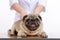 Pug is a dog, the veterinarian inspects