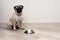 Pug dog is waiting for food at an empty bowl in the kitchen. Dog diet