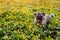 Pug dog walking in spring forest. Puppy lying among yellow flowers in the morning and chewing flowers