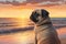 A Pug dog watching the sunset on the beach