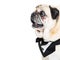 Pug Dog Wearing Tuxedo Closeup Square