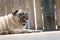 Pug dog yawning. Bored or tired. Locked gate at the background