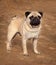 Pug dog is a young thoroughbred stands on sand and looks into th