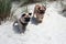 Pug Dogs on a beach exploring