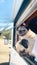 Pug dogs leaning out of the window of a motorhome.