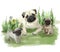 Pug dogs. Mom and puppies lying on the green grass.pets watercolor portrait of a canine family. watercolor illustration&