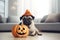 Pug dressed in a jack pumpkin lantern costume sits on a floor, over sofa background