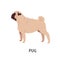 Pug or Dutch mastiff. Adorable funny purebred companion or toy dog isolated on white background. Gorgeous charming small