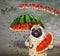 Pug eats watermelon under umbrella 2