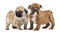 Pug and english bulldog puppies side by side