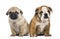 Pug and english bulldog puppies side by side