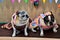 A pug and a french bulldog with colorful dress for country party