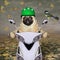 Pug in green helmet rides moped 3