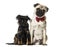 Pug and Griffon sitting together against white background