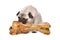 Pug with a huge bone