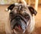 Pug with an intriguing look. Funny dog photo. Cute eyes animal portrait