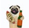 Pug likes beer with hot dog