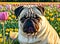 Pug lying on green lawn with tulips at sunset. Relaxed dog resting on walk surrounded by bright flowers. Generative AI.