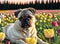 Pug lying on green lawn with tulips at sunset. Relaxed dog resting on walk surrounded by bright flowers. Generative AI.