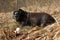 pug mops named adelheid doing winter sun relaxing on a field