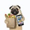 Pug orders food by phone