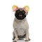 Pug panting and wearing a headband with colorful fluffy ears