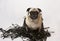 Pug in a Pile of Data Tape