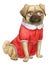 Pug portrait, mops girl, cutie -dog in a cute red dress