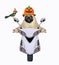 Pug in pumpkin helmet rides moped