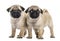 Pug puppies side by side, isolated