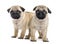 Pug puppies side by side, isolated