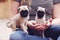 Pug puppies teeny tiny