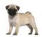 Pug puppy, 3 months old, standing