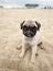 Pug Puppy on beach