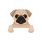 Pug puppy with cute muzzle hanging on invisible fence. Domestic animal. Small home dog. Flat vector for advertising