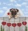 pug puppy dog with cupid angel wings and arrow, hanging on fence with wooden hearts with love text, blue sky