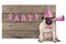 Pug puppy dog with pink party hat and horn and wooden sign with text party