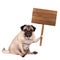 Pug puppy dog sitting down with blank wooden sign on pole, isolated on white background