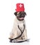 Pug puppy dog wearing nurses medical hat and stethoscope . isolated on white
